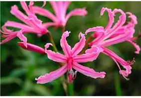 Nerine