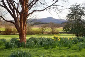 Backhouse Daffodils