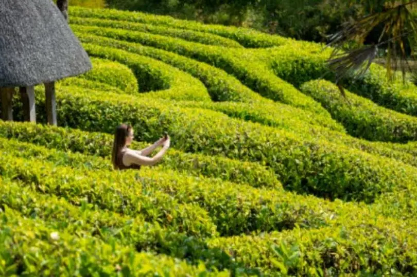 Glendurgan Maze